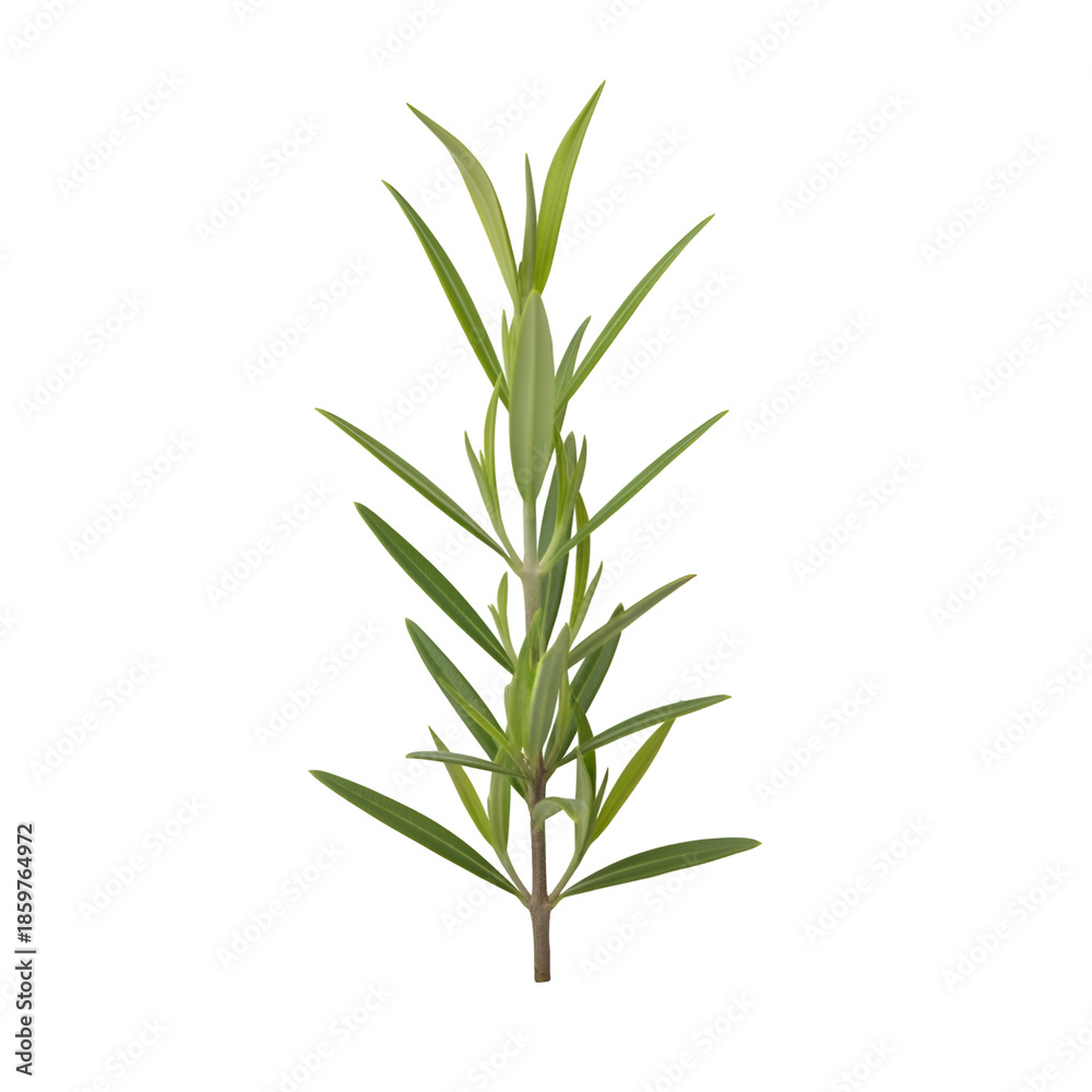 Naklejka premium Bamboo Plant Isolated on White Background