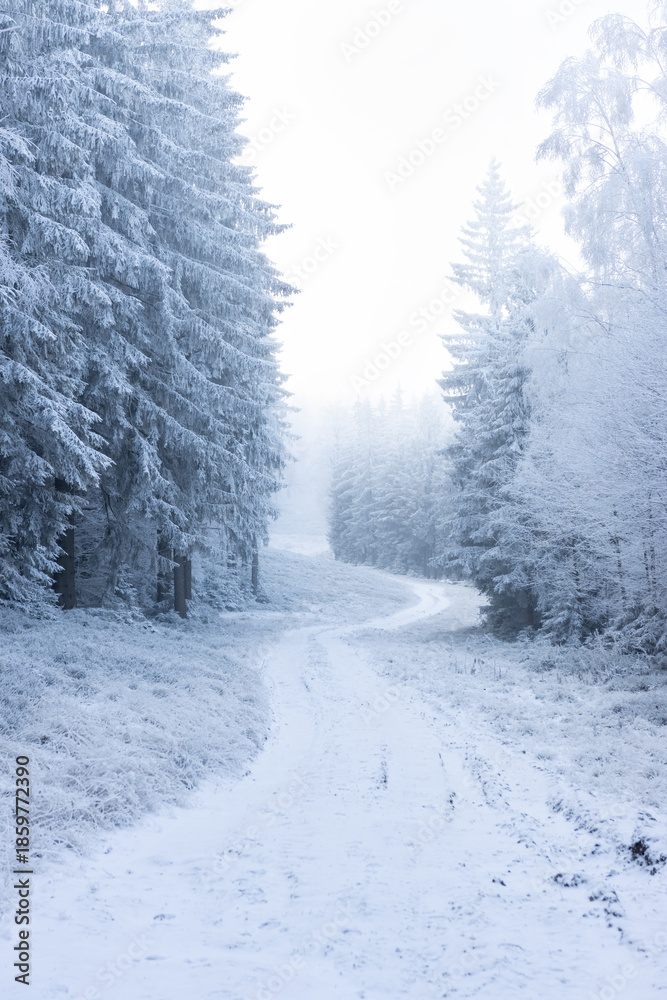 Fototapeta premium Snowy forest road in winter with frost-covered trees and misty atmosphere