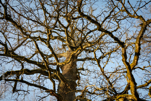 Royal Oaks Track, tree, winter, park, landscape, season, leaves, path, sky, foliage, outdoors, green, leaf, woods, scenic, countryside, colorful