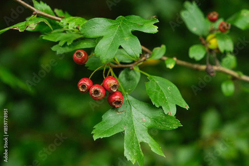 Wallpaper Mural Vibrant Red Hawthorn Berries on Branch with Green Leaves Torontodigital.ca