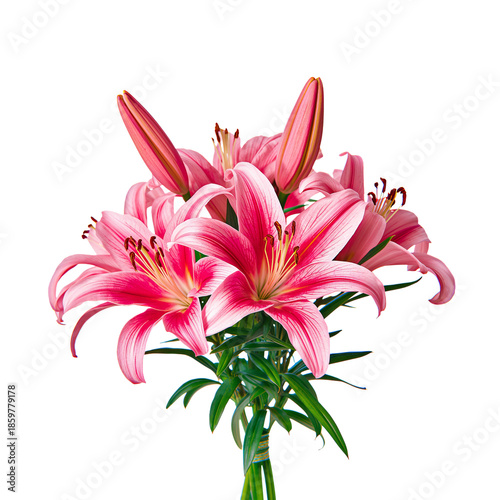 Pink Lilies in a Clear Background With Multiple Blooms on a Single Stem