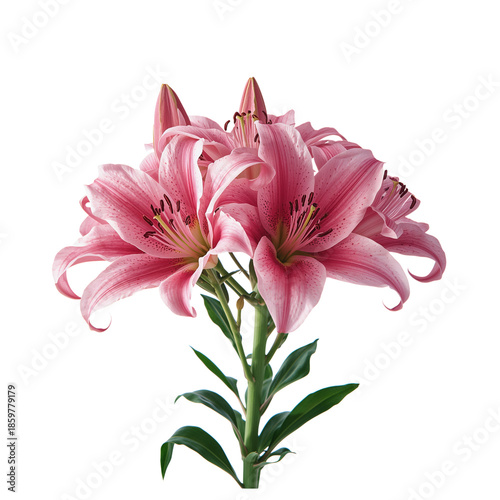 Pink Lilies in a Clear Background With Multiple Blooms on a Single Stem