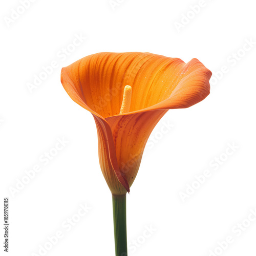 Bright Orange Calla Lily Stands Tall Against a White Background Showcasing Its Unique Shape and Form