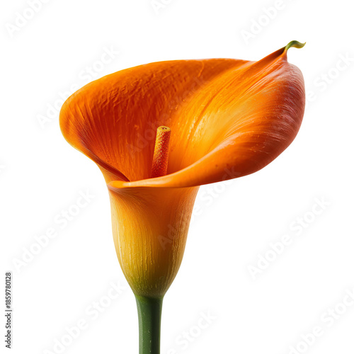 Bright Orange Calla Lily Stands Tall Against a White Background Showcasing Its Unique Shape and Form