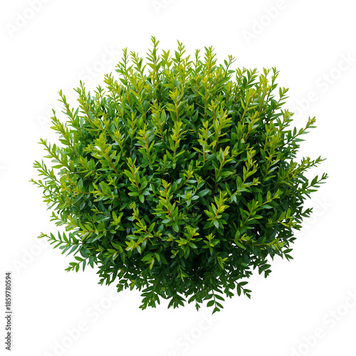 Green Round Plant Placed on a White Background in a Simple Setup