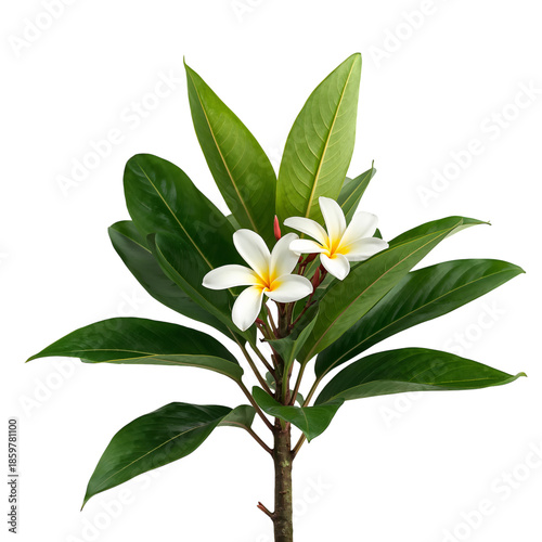 White Flowers and Green Leaves on a Branch in a Simple Setting