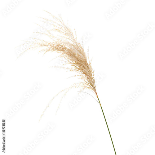 Pampas Grass Stands Tall in a Simple Arrangement Against a White Background