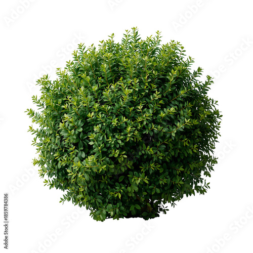 Rounded Green Bush With Dense Leaves Placed on a White Background