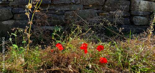 Bright red poppies flare against a weathered stone wall, framed by dense wild plants and greenery in Wilsden, Yorkshire, UK.