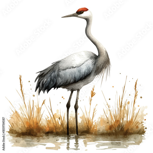 watercolor of Crane Preening, vector clipart, isolated on a white background.