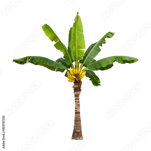 Banana Tree With Ripe Fruit in a Tropical Setting During Daytime
