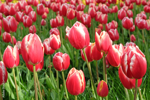 Red and white Triumph Tulip ' leen van der mark,'  in flower.