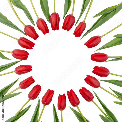 Red Tulips Arranged in a Circular Pattern on a White Background During Spring...