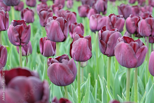 Foto Black purple Triumph Tulip 'paul scherer' in flower.