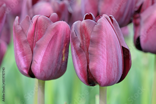Εκτύπωση καμβά Black purple Triumph Tulip ‘Paul Scherer’ in flower.