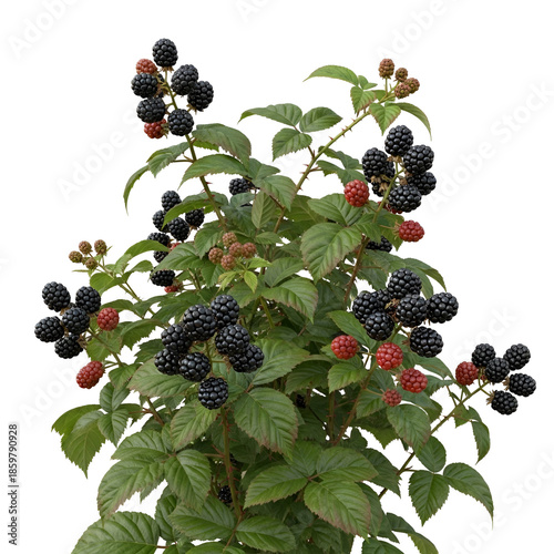 Blackberry Bush with Ripe and Unripe Fruits