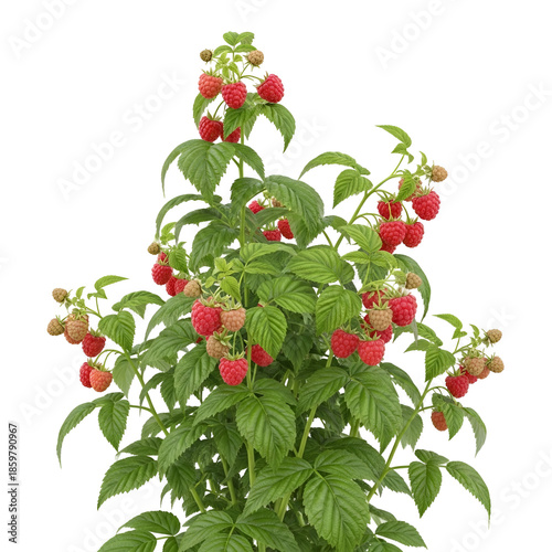 Ripe Strawberries on a Green Bush Isolated on White