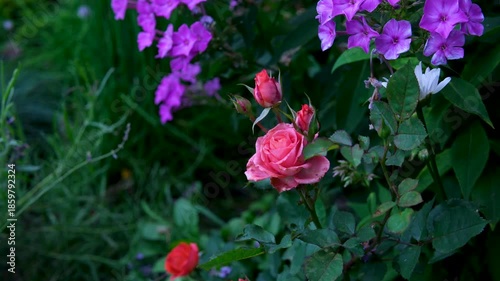 Wallpaper Mural Purple violet flowers are blooming in the garden. . High quality 4k footage Torontodigital.ca