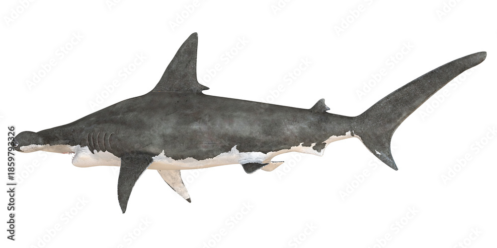 Fototapeta premium Illustration of a hammerhead shark in profile