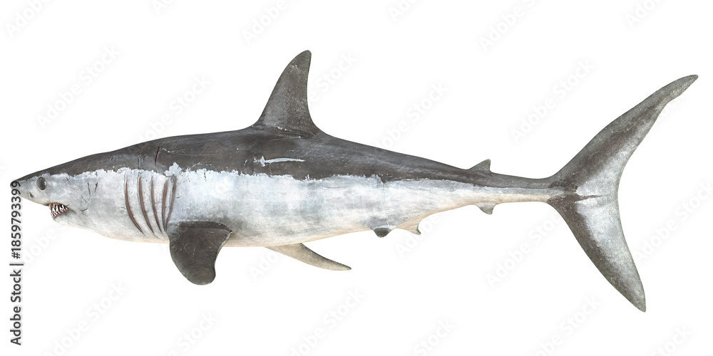 Fototapeta premium Realistic rendering of a great white shark.