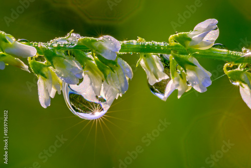 Quadro su tela Morning dew drops on flowers
