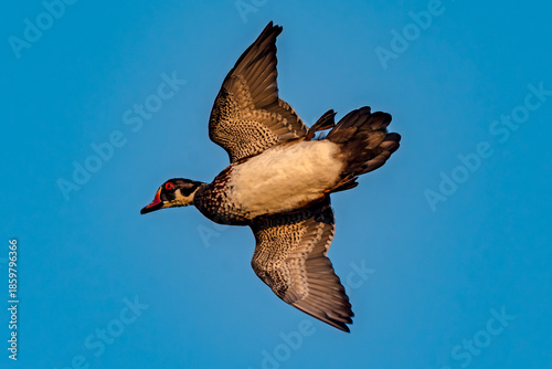 Canvas Print Wood Duck in flight in Idaho