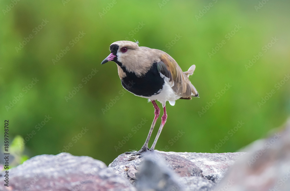 Fototapeta premium Southern Lapwing, Vanellus chilensis , La Pampa Province, Patagonia, Argentina