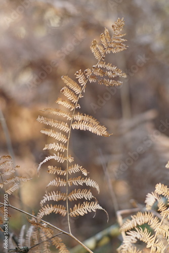 Ast eines Farn Krauts des Kaiserfarns im Winter