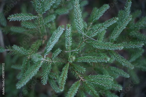 Birken Farne Natur im Winter mit Details