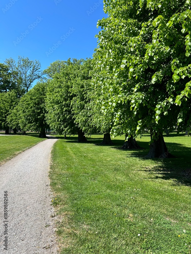 Fototapeta premium Green Park Pathway With Trees on Sunny Day. Sunny park landscape with green grass, leafy trees and walking path under clear blue sky.