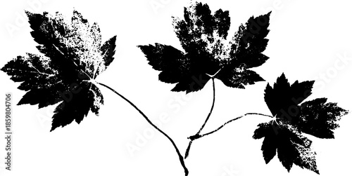 Black and white stencil illustration of delicate frost leaf pattern for artistic design
