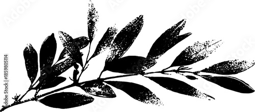 Black and white stencil art of dried olive branches for nature design