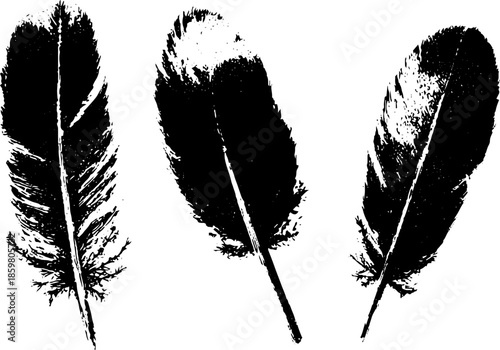 Black and white frost feather stencil illustration for nature-inspired designs
