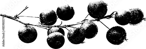 Frost coated berry branch stencil illustration in black and white