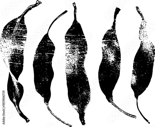 Black and white stencil illustration of long curling kelp rib for ocean-themed design
