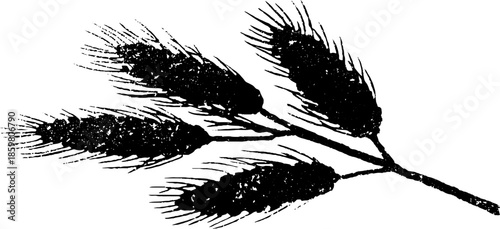 Black and white stencil illustration of long pine needles for nature art design