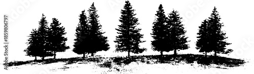 Black and white illustration of pine trees with long shadows