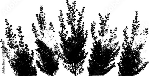 Black and white stencil illustration of miniature desert shrubs for nature design projects