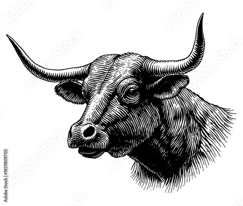 Bulls head three-quarter portrait, black and white engraved vector