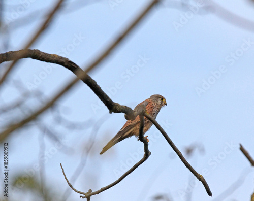 gheppio (Falco tinnunculus)