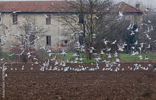 campo arato con gabbiani (Larus ridibundus)