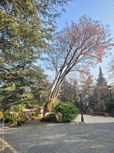 trees in the park