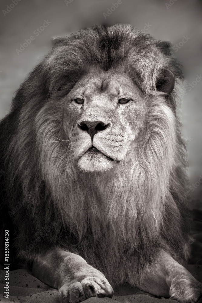 Fototapeta premium Portrait en noir et blanc d'un beau lion