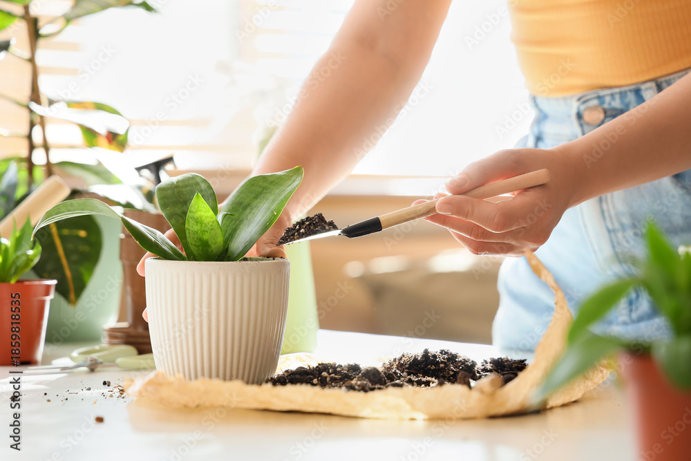 Obraz premium Young woman repotting plant on table at home, closeup