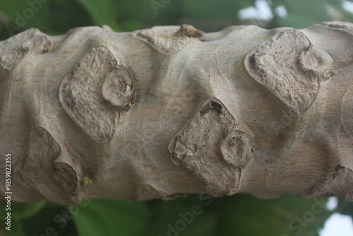 Papaya tree trunk with leaf scars. Tropical bark texture background.