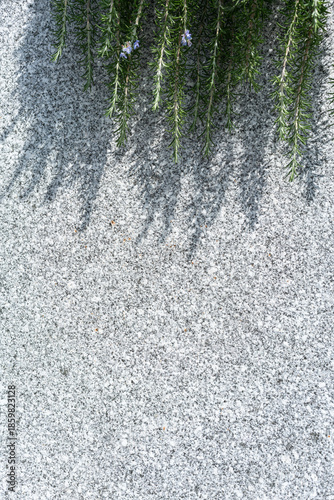 Green rosemary branches on granite wall. This photo represents concepts of nature integration and texture contrast in design. Vertical photo