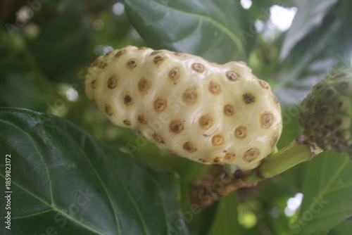 Morinda citrifolia Noni