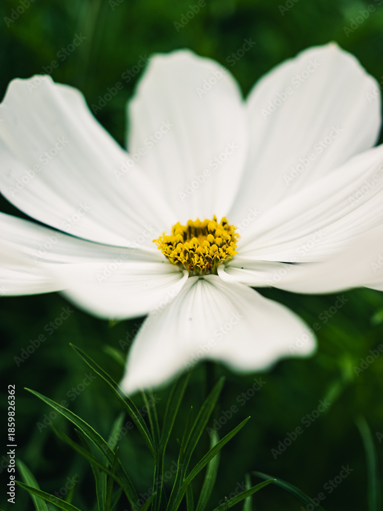 Fototapeta premium Cosmos flower