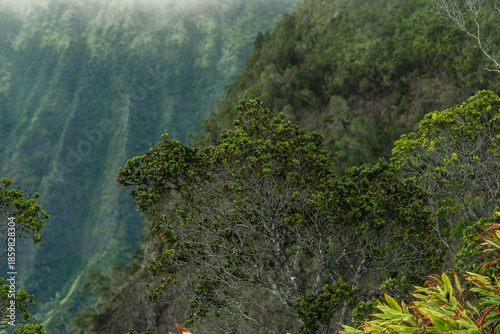 Lush green valley with fog and tropical trees