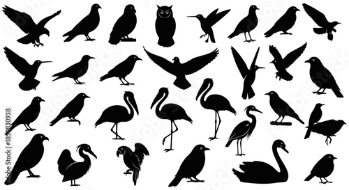 A collection of diverse bird silhouettes in various poses, including flying, perching, and standing, against a white background.
